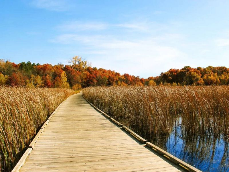 Lexi Apartments Wooden boardwalk through tall grass marsh with autumn trees and blue sky in the background.